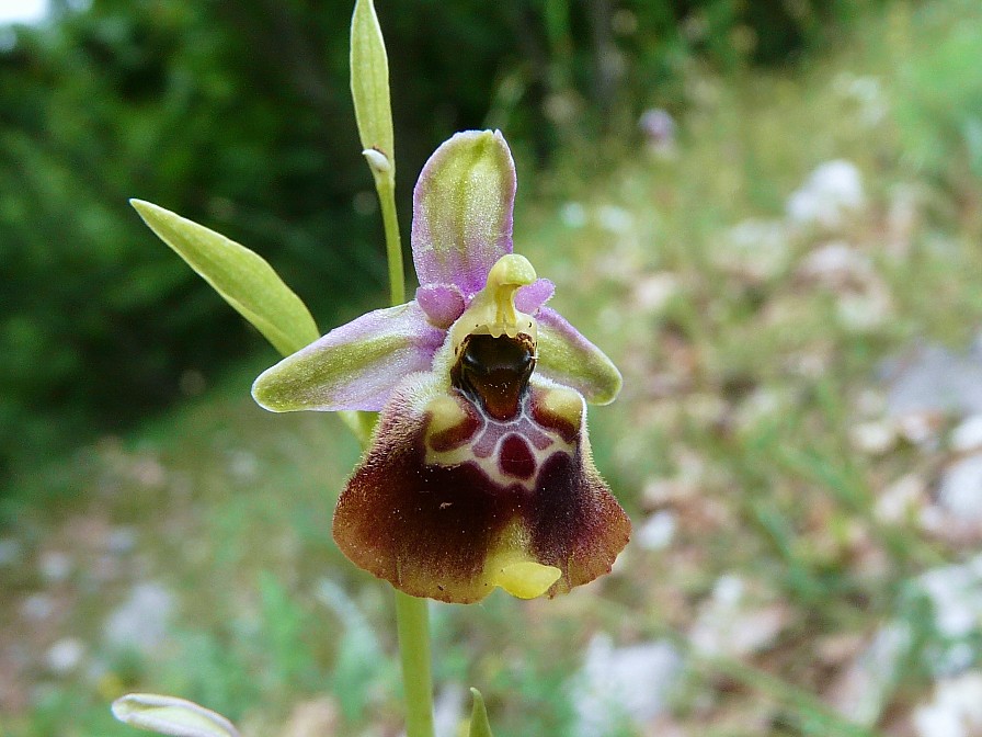 Ibrido: Ophrys fuciflora x O. lacaitae